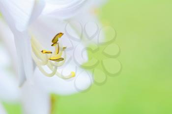 Extreme macro shot of white flower on a green background.