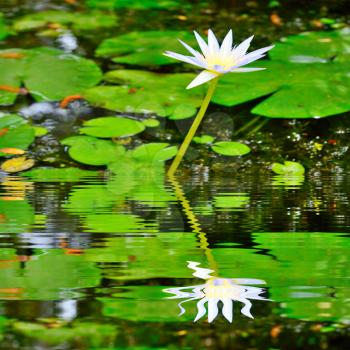 Waterlily flower and leaves with reflection in water.