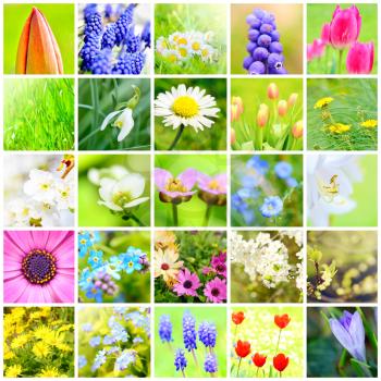 Spring flower collage with pictures of the plants and flowers in garden.