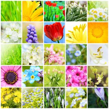 Spring natural abstract collage with plants and flowers in garden. A spring collection. Background collage. Spring theme collage.