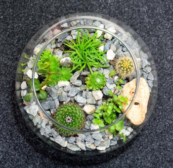 Table top indoor decorative miniature garden in clear glass bubble with cactuses and succulents. Decorative glass vase with succulent and cactus plants. Glass interior terrarium with succulents and ca