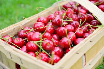 Basket full of fresh ripe harvested cherries.