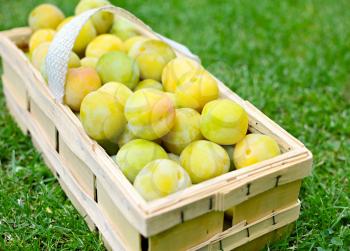 Basket full of the picked greengage or green plums on the ground in lawn.