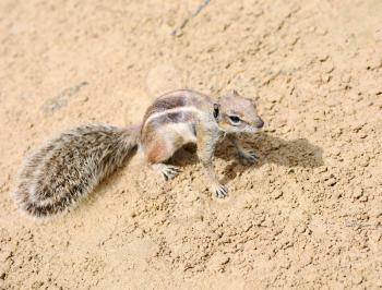 Closeup of cute small Atlantoxerus Getulus squirrel on beach of Fuerteventura.