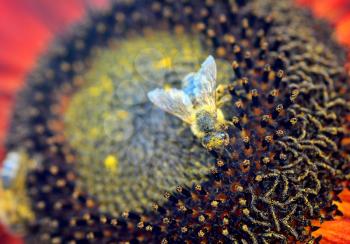 Closeup of pollinating honey bee (Apis mellifera) on sunflower.
