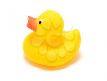 Classic floating yellow bathtub rubber toy duck over white background.