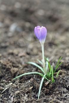 Growing spring purple giant crocus (Crocus vernus) in the soil.