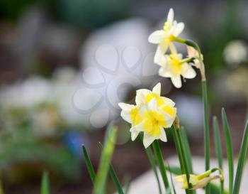 Close Up of Yellow Blossoming Narcissus Pseudonarcissus Growing in the Garden at Early Spring Season, shallow depth of field.