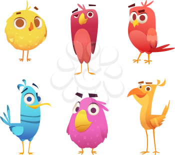 Angry cartoon birds. Chicken eagles canary animal faces and feathers vector game characters of colored birds. Illustration of color bird animal