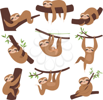 Sloth on branch. Cute little kid sleepy animal on branch in zoo playing with baby hanging vector characters cartoon. Sloth lazy character, sleepy and laziness illustration