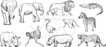 Sketch animal. African wild savanna fauna. Isolated lion, elephant, leopard and crocodile vector illustration. Animal wild, fauna and savanna, zebra mammal and crocodile