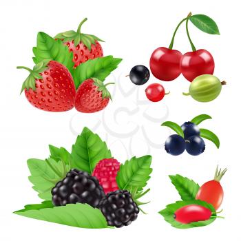 Realistic garden and wild berries. Blackberry, raspberry, blueberry, cherry vector collection. Set of berry, bilberry and blackberry, blueberry and cherry illustration