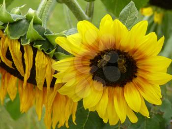 Two flowers of yellow sunflower with two bees blooming in garden.