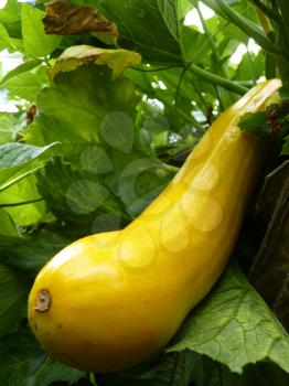 Close up or yellow golden zucchini or courgette plant planted on raised bed.
