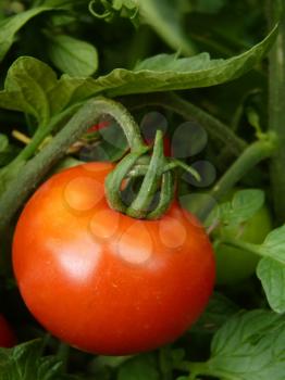 Close up of red tomato fruit on plant on green background.