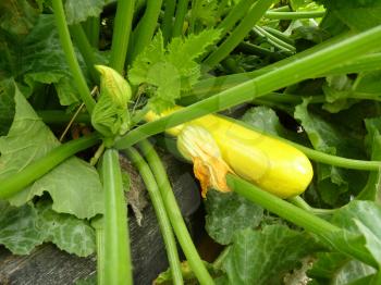 Close up or yellow golden zucchini or courgette plant planted on raised bed.