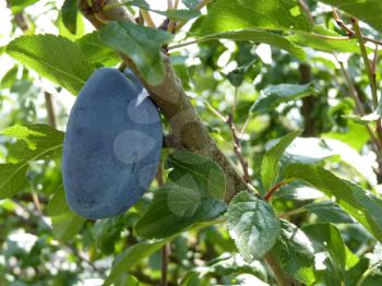Close up of blue plum damson prunus on the tree branch.