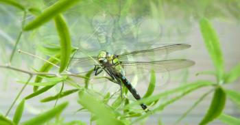 Close Up macro detail of green dragonfly sitting on green plant and reflecting in window glass.