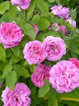 Pink rose flowers in full bloom in garden or park