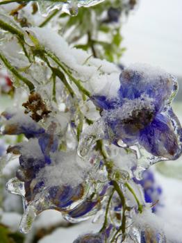 Close up of frozen iced blue delphinium flowers covered by snow and ice.