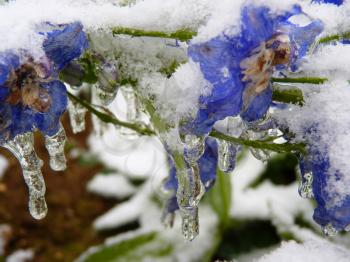 Close up of frozen iced blue delphinium flowers covered by snow and ice.