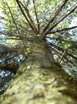Spruce tree trunk in sun light, view from below.