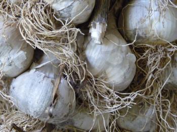 Close up closeup macro detail of bunch of dry home grown garlic bulbs.