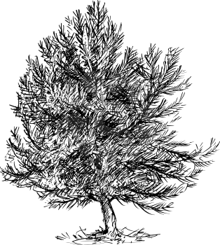 Cartoon vector doodle drawing illustration of pine conifer or coniferous tree.