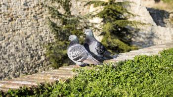 Pigeons on the wall with blured background