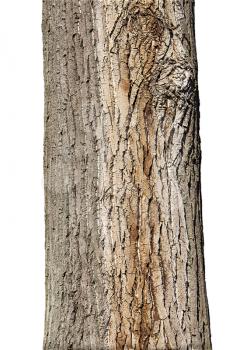 Tree Trunk Isolated On White Background