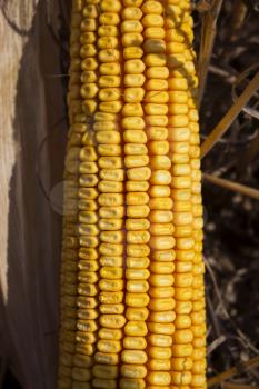 Ripe Corn In The Field Close Up