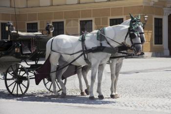 Vienna, Austria - July 06 2018: Schonbrunn palace or Schloss Schönbrunn. Horses Pulling Chariot. Imperial summer residence