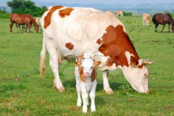 white and brown cow and calf