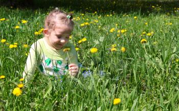 little girl sitting in grass and smell dandelion 