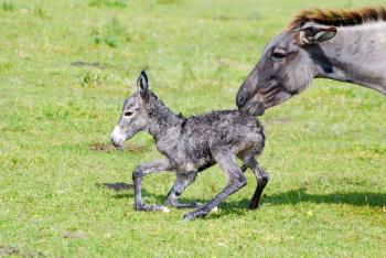 Just born little donkey and jenny