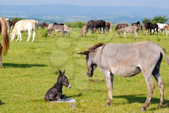 Just born little donkey lying on pasture