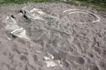 mammoth bones in sand