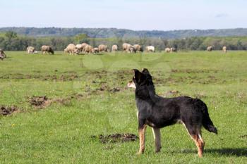 sheepdog with herd of sheep in background