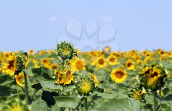 sunflower field summer season landscape