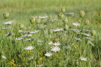 white flower meadow summer landscape