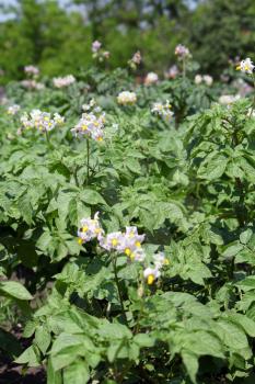 potato flower agriculture spring scene