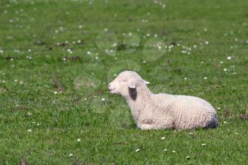 cute little lamb lying on pasture