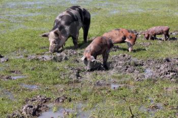 sow and little pigs in a mud