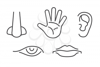 Five senses vector icons set isolated white. Human sense icon illustration