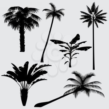 Tropical palm tree vector silhouettes isolated on white background. Black silhouette palm tree, illustration of coconut palm