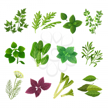Herbs and spices. Oregano green basil mint spinach coriander parsley dill and thyme. Aromatic food herb and spice vector isolated set. Illustration of basil and rosemary, green mint