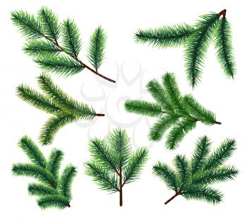 Pine tree branches. Christmas fir tree branch. Vector xmas decorarion elements. Illustration of pine tree, fir evergreen branch