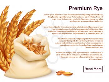 Realistic rye, ears and grains isolated on white background. Premium rye vector web background template illustration