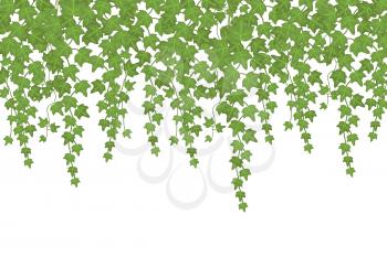 Green ivy wall climbing plant hanging from above. Garden decoration vector background. Illustration plant green leaf, foliage growing