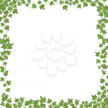 Ivy vines with green leaves. Floral vector rectangular frame isolated on white background. Illustration green plant, twig vine branch, ivy rectangular frame with copy space